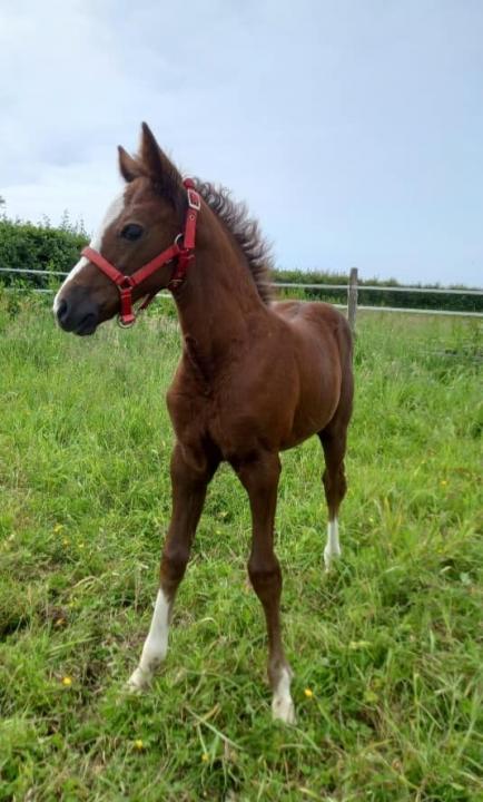 Photo de Olisca des Chênes Dor