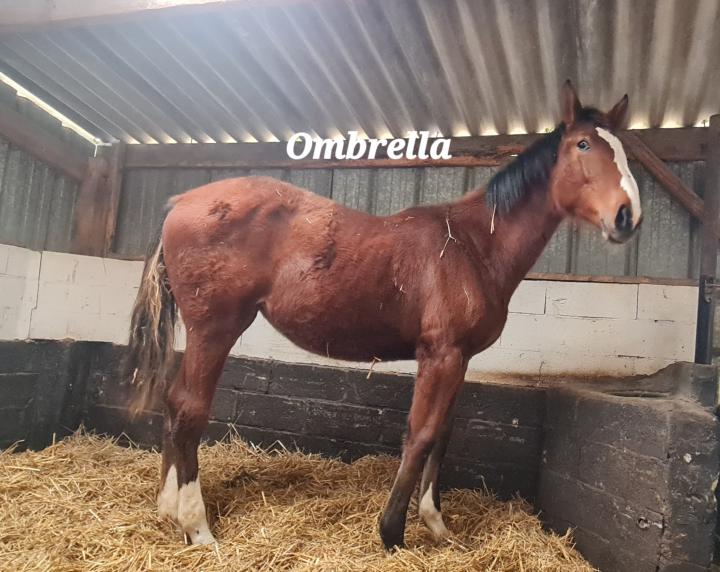 Photo de Ombrella du Dame