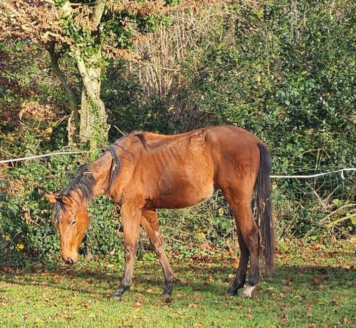 Photo de Nhestia du Dame